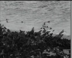 NATURALIST'S PARADISE News Clip