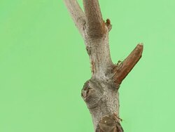 Ant on Green screen Stock Footage