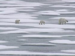 Polar Bear and her cubs in the Arctic News Clip