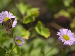 CU SLO MO Shot of Megisto rubricata, gray spotted butterfly flying away from purple daisy / Santa Barbara, California, United States Stock Footage