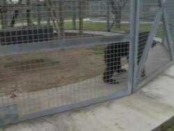 Chimpanzees at Texas Biomedical Research Institute Stock Footage