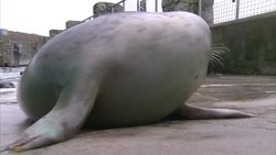 Grey seals in a Cornish seal sanctuary News Clip
