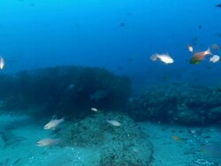 WS POV Shot of School of sweepers swimming or drifting with surge at rock ledge / Matola, Maputo, Mozambique Stock Footage