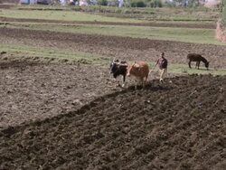 MS Farming with plow of Oromo, Tribe people in field farm with oxen / Rift Valley Langano, Ethiopia Stock Footage