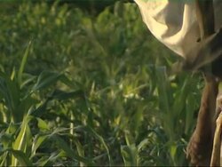 Child labour, Ugandan girl digging Stock Footage