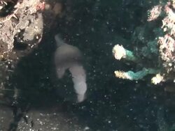 Giant moray (Gymnothorax javanicus) lurking in cave, Kungkungan Bay Resort, Sulawesi, Indonesia Stock Footage