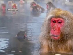 SNOW MONKEY enjoy hot spring Stock Footage