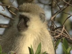 Vervet Monkeys (Chlorocebus pygerythrus) with young close up, Kenya Stock Footage