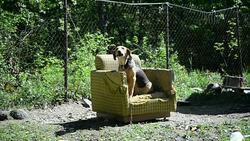 Dog sitting in armchair Stock Footage