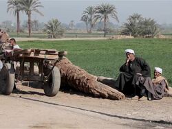 RELAXING EGYPTIANS AND CART Stock Footage