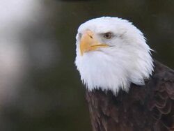 Screaming eagle in winter (HD) Stock Footage
