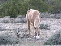 wild horse in wyoming Stock Footage