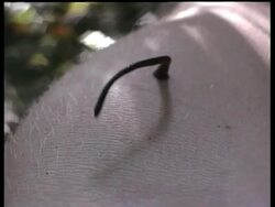 Leech on Human body, Kinabatangan River, Sukau, Malaysia Stock Footage