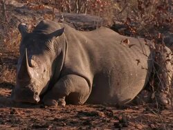 MS Shot of White Rhino resting / Kruger National Park, Mpumalanga, South Africa Stock Footage