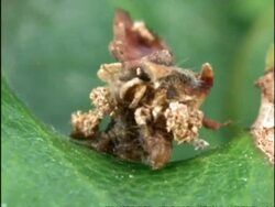 CU Caterpillar using leaf litter as disguise, eating leaf, UK Stock Footage