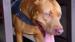 Pit bull terrier Stock Footage