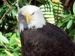 Bald Eagle Stock Footage