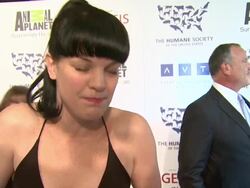 INTERVIEW: Pauley Perrette on the event, animal advocacy at The 26th Annual Genesis Awards Stock Footage