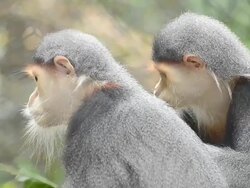 Douc Langur, Pygathrix Nemaeus Stock Footage