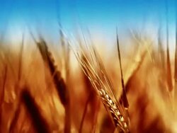 Golden wheat crops (loopable) Stock Footage