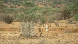Gerenuk feeding in Samburu National Park, Kenya Stock Footage