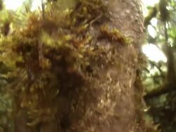 Medium Close Up tilt,down , Moss covers a tree in a forest. / El Yunque National Forest, Puerto Rico Stock Footage