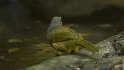 Birds of Thailand, Rain forest wildlife Stock Footage
