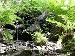 Waterjumps and ferns in Alps Stock Footage