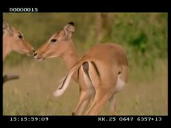 MS Impala (Aepyceros melampus) grooming, inc tail, then scratches behind ear with hoof Stock Footage