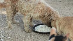 cats and dog eating together. Stock Footage