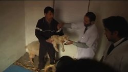 Scientists say they have cloned rare pashmina goat News Clip