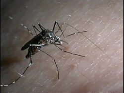 Mosquito (Aedes aegypti) - MCU mosquito on human skin drinking blood, bloodsucker.  Aedes aegypti spreads yellow fever, dengue fever, Chikungunya and other diseases. Stock Footage