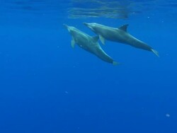 MS TS Rough toothed dolphins / Hawaii, United States Stock Footage