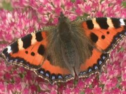 Tortoise butterfly (Aglais urticae) feeding on Sedum, UK Stock Footage