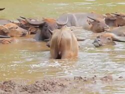 Water buffalo. Stock Footage
