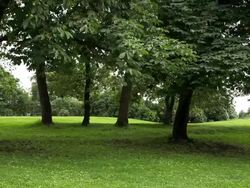 Park with green lawn. Stock Footage