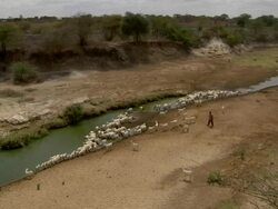Herd of goats drink water from stream Stock Footage
