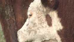 VOICED : Intrauterine devices for cows News Clip