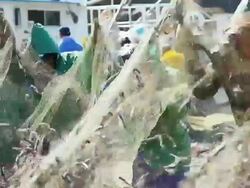MS Fishermen collecting Anchovy fish in to fishing net at Geojedo port / Geojedo, Gyeongsangnam-do, South Korea Stock Footage