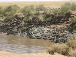incredible fighting for survival - Great Wildebeest Migration in Kenya Stock Footage