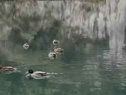 MS Ducks swimming in lake at National park / Plitvice, Lika-Senj, Croatia Stock Footage