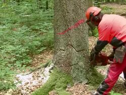MS Lumberjacks at work in forest / Zerf, Rhineland Palatinate, Germany Stock Footage