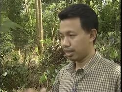WWF say palm oil plantations threaten Indonesian rainforests News Clip
