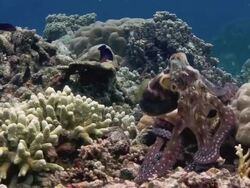 Common reef octopus (Octopus cyanea) on a coral reef. It changes its colour rapidly for camouflage and signalling purposes. Filmed off Sulawesi, Indonesia Stock Footage