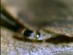 Caterpillar, CU caterpillar disguised as a dead leaf, moves right to left, camouflage/defence, Panama Stock Footage