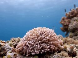 Nemo Anemon Stock Footage