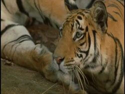 Royal Bengal tiger (Panthera tigris tigris) head, close up, Bandhavgarh National Park, India Stock Footage
