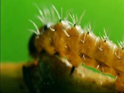 CU yellow caterpillar crawling along branch, green background, Botswana, Africa Stock Footage