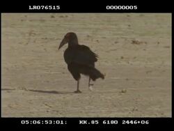 Ground Hornbill - MS walking away from camera, foraging & feeding, digging ground using bill & eating Stock Footage