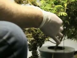 Marijuana, weed, buds, cannabis, plant, pot Stock Footage